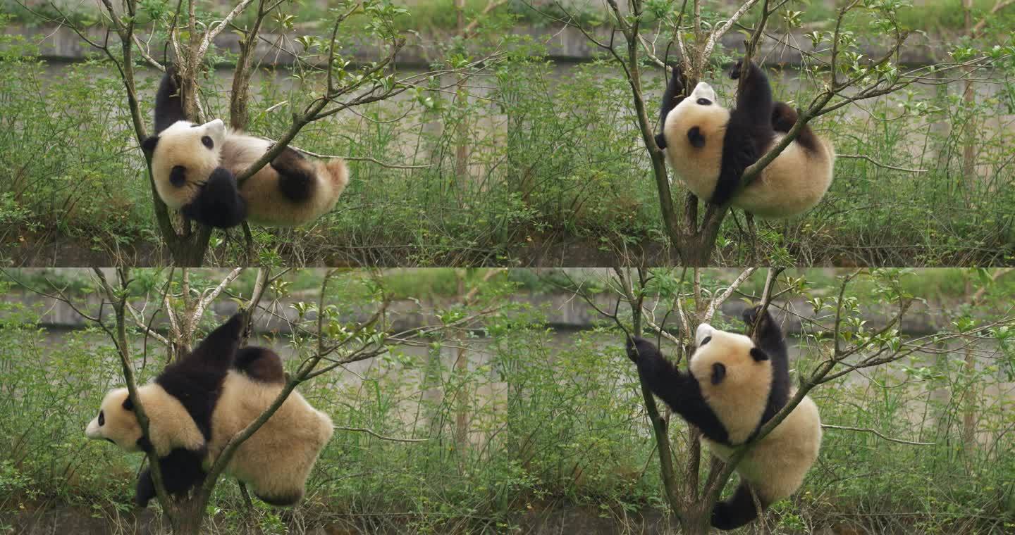 可爱大熊猫幼崽在树上玩耍