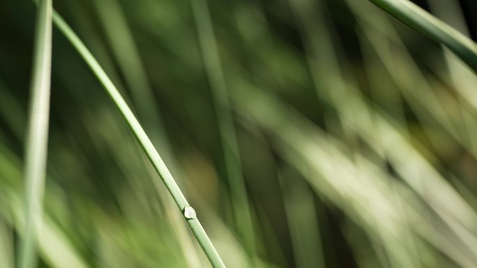 4白露露水水珠草上的晨露立秋节气24节气