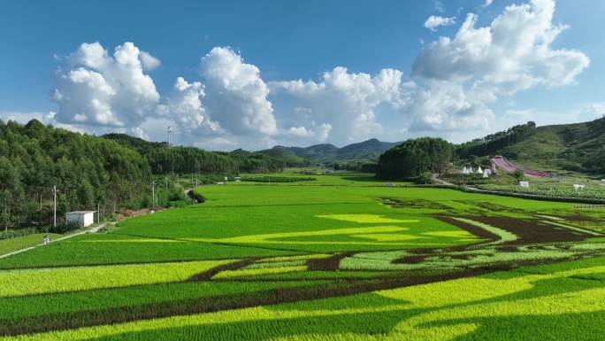 南宁宾阳古辣稻田艺术景区全景5