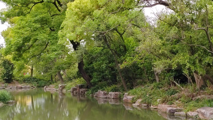 绿树掩映下的池塘