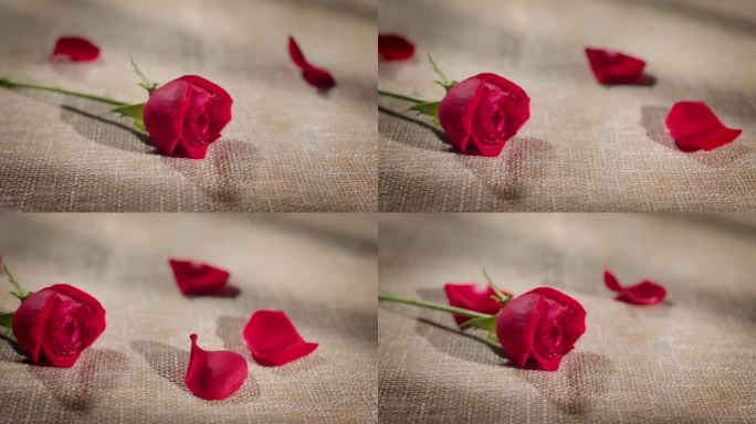 一枝玫瑰花掉落玫瑰花瓣 (1)