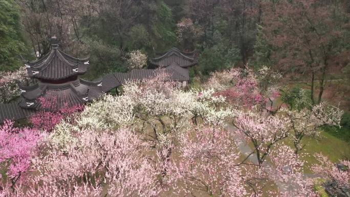 多镜  春天 梅花 雨花台梅岗