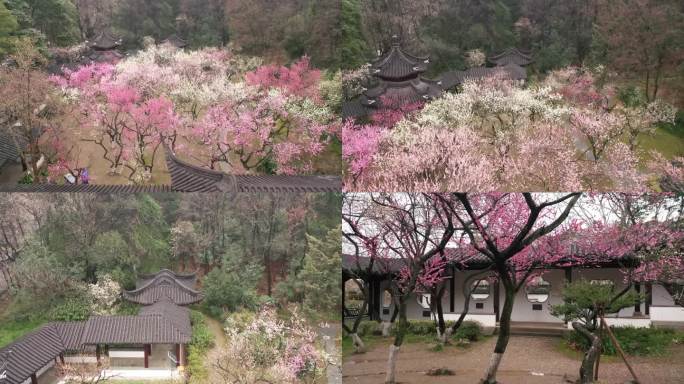 多镜  春天 梅花 雨花台梅岗