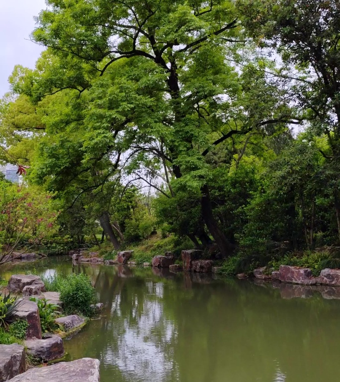 绿树掩映下的池塘