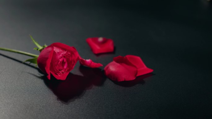 一枝玫瑰花掉落玫瑰花瓣 (2)