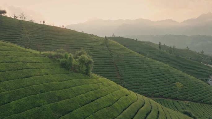 5K晨曦中的高山茶园