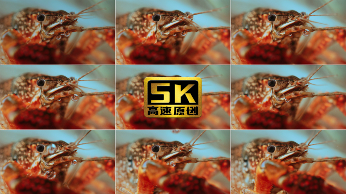 5K-小龙虾吐泡泡小龙虾特写水里的小龙虾