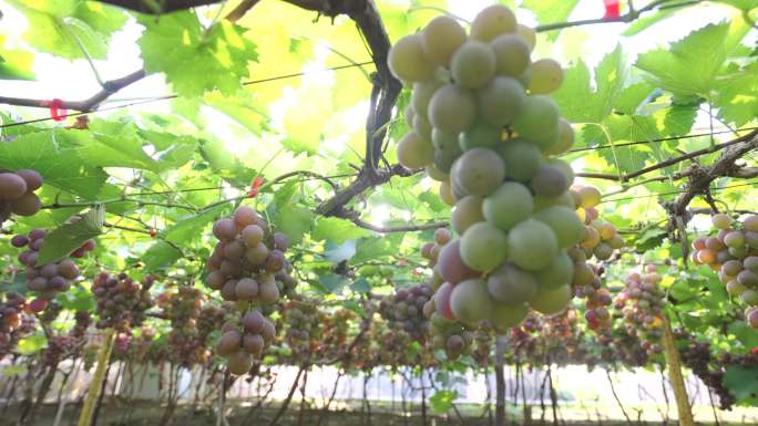 果园里的葡萄成熟了 葡萄丰收