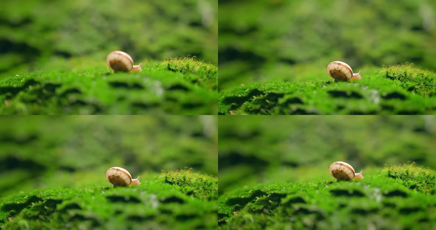 大自然  春天  夏天  草地 蜗牛