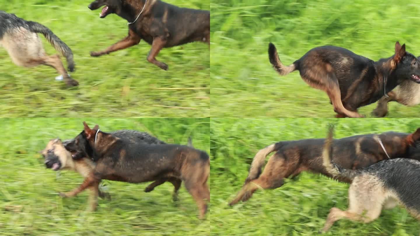 奔跑的马犬和德牧