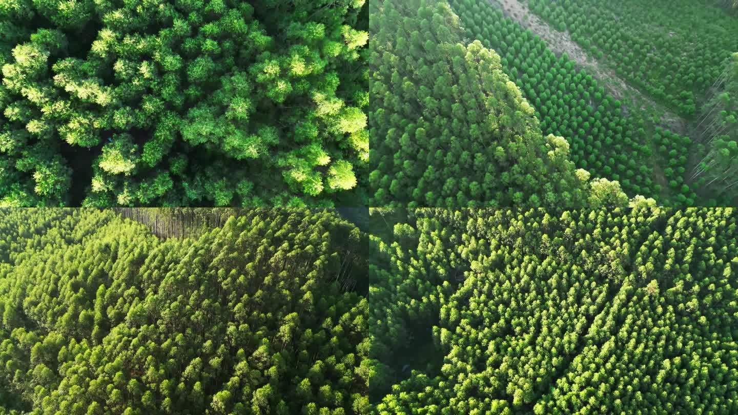 绿色森林树林树木桉树速生桉经济林林场
