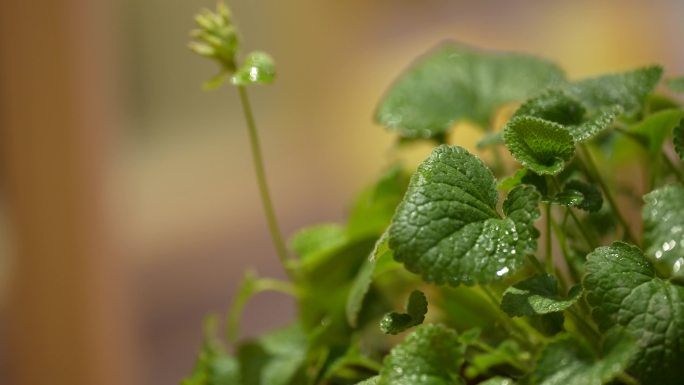 毛建草 岩青兰 毛尖 毛尖茶 仙草茶