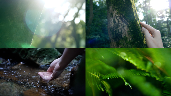 清新唯美森林空镜 感受自然 树林植物视频