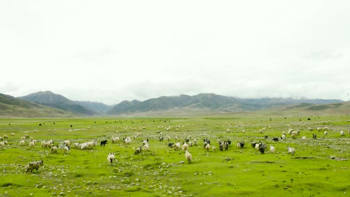 风景 牧民 藏族 藏族风情 藏族素材