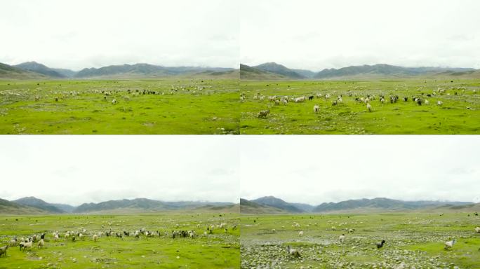 风景 牧民 藏族 藏族风情 藏族素材