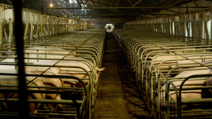 养猪场饲养养殖厂养殖场现代化饮水设备