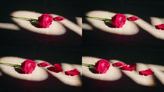 一枝玫瑰花掉落玫瑰花瓣 (4)