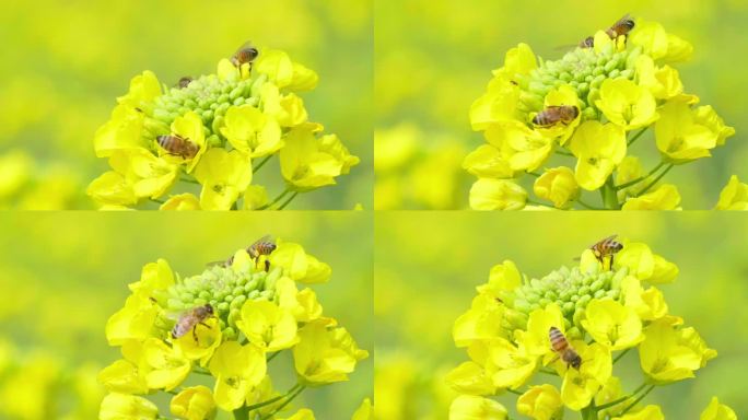 春天昆虫自然唯美特写蜜蜂油菜花上采蜜授粉
