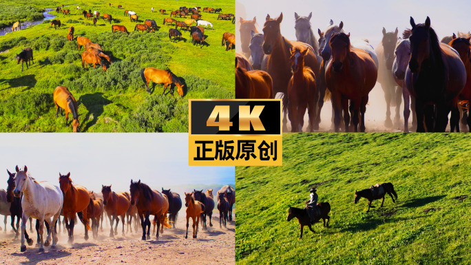 马马匹磅礴发展策马奔腾奔跑草原蒙古大草原