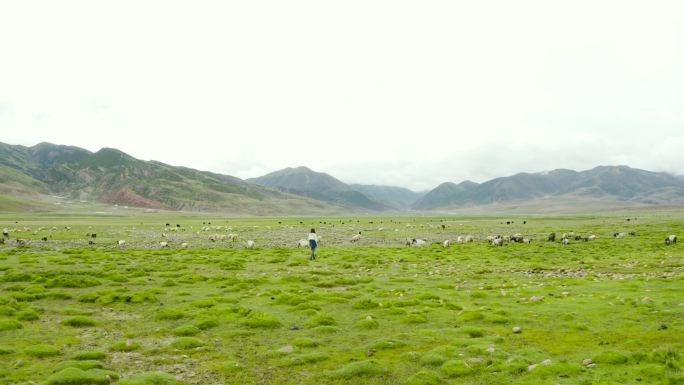 青青草原 天然牧场 藏系羊 草原牧场
