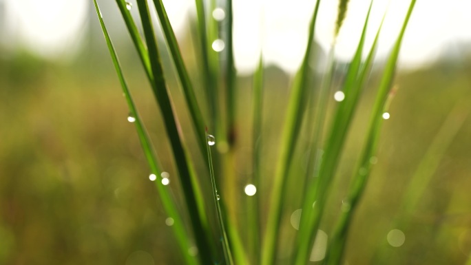 1白露 露水 水珠草上的水珠晨露24节气