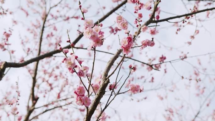 梅花山梅花游客