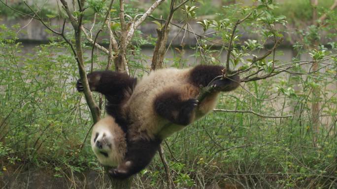 可爱大熊猫吊在树上玩耍熊猫爬树
