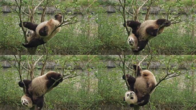 可爱大熊猫吊在树上玩耍熊猫爬树