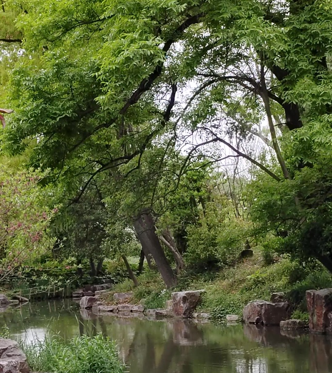 绿树掩映下的池塘