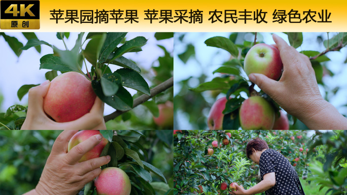 苹果园摘苹果 苹果采摘 农民丰收 农业