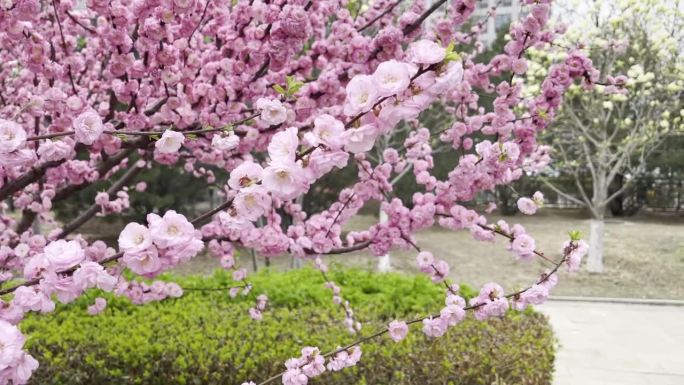 春天公园里盛开的粉色桃花
