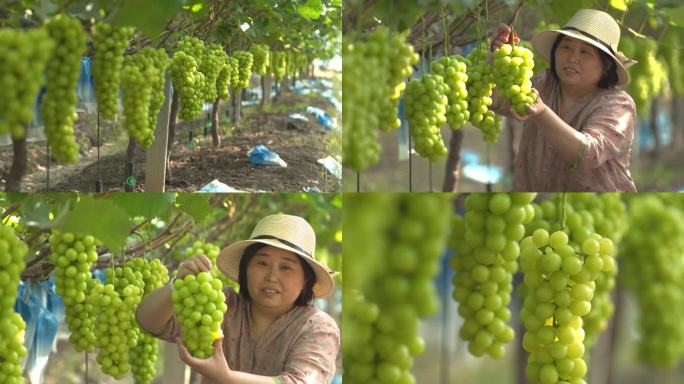 阳光玫瑰 葡萄 葡萄园 水果 葡萄采摘