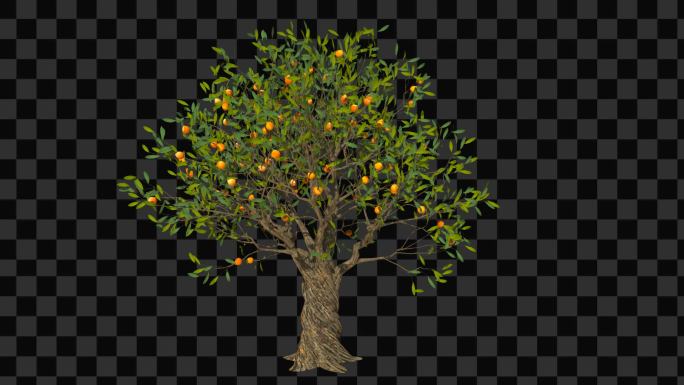 橘子树生长动画-带透明通道
