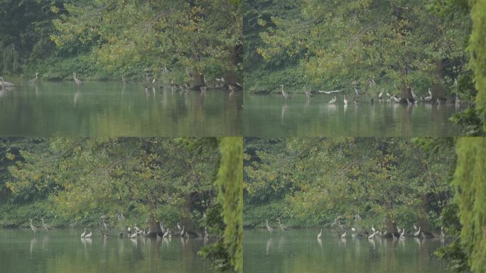 C成都湿地白鹭高清实拍视频