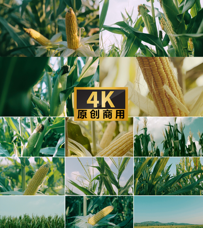 4K玉米丰收玉米特写玉米地农业