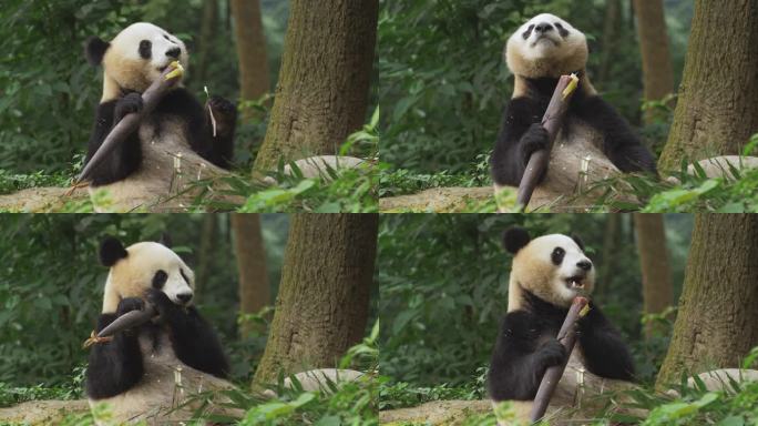 吃竹笋的大熊猫特写镜头