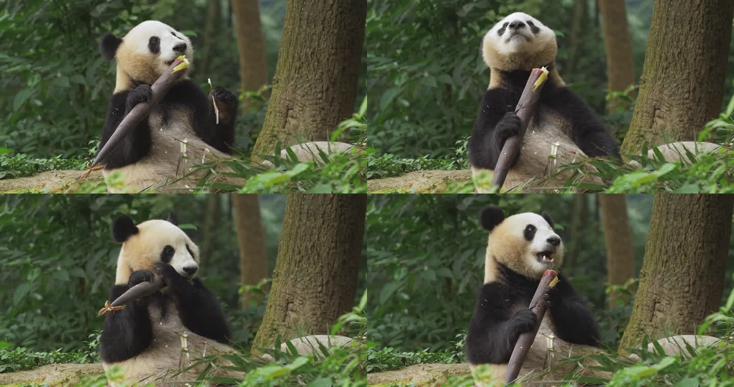 吃竹笋的大熊猫特写镜头
