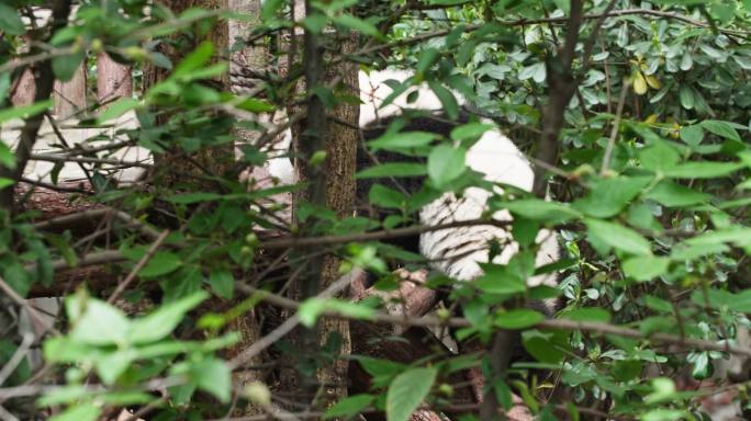 树丛里玩耍的大熊猫幼崽