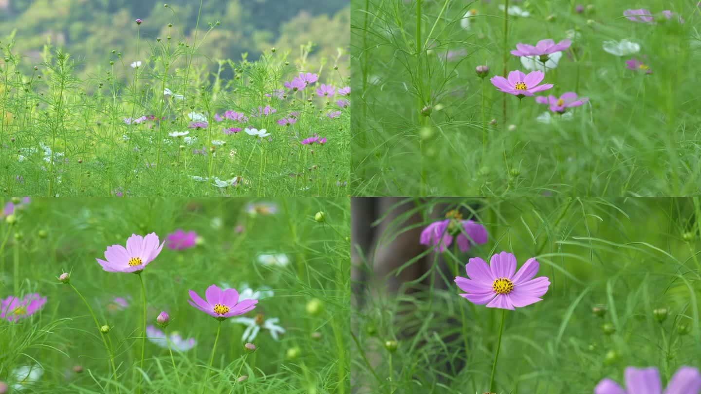 秋英花，花海，花朵，风景