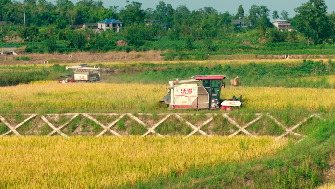 乡村振兴农业稻田收割机收割水稻