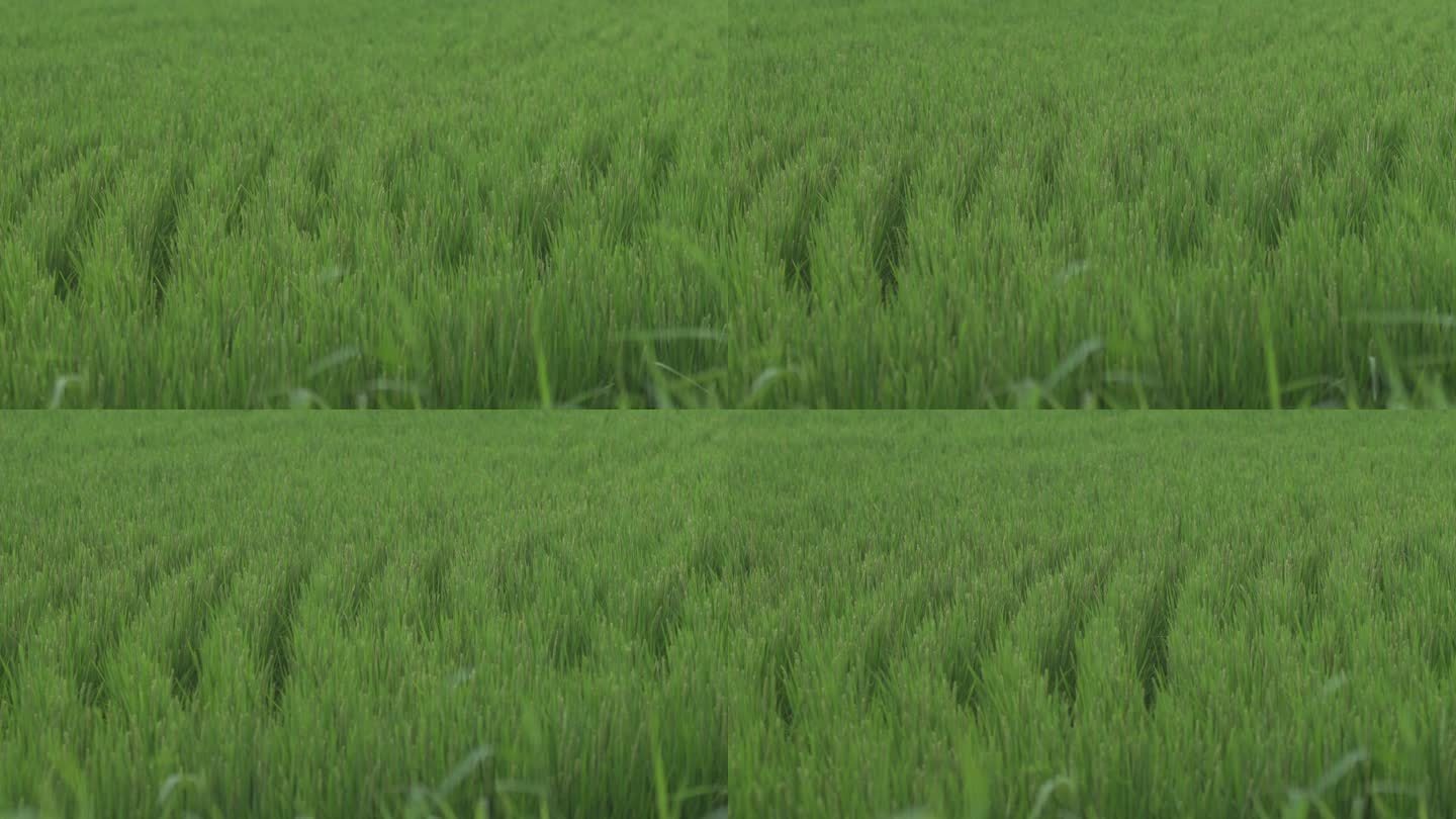 水稻麦田被风吹过动态特写