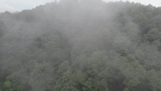 穿过云雾很靠近树木