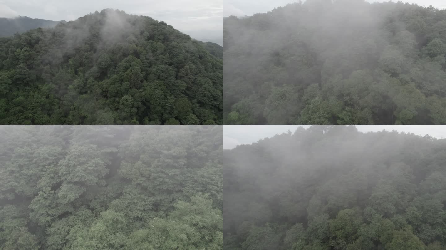 穿过云雾很靠近树木