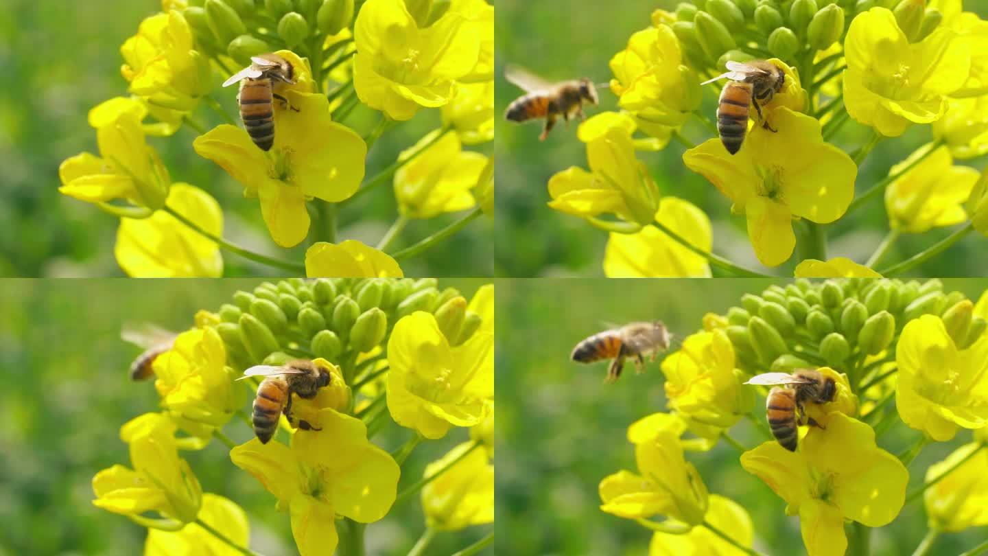 两只蜜蜂在油菜花上采蜜特写镜头