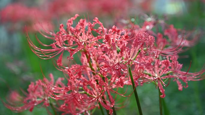 彼岸花红花石蒜花自然风光