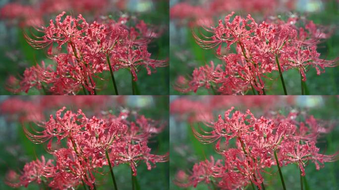 彼岸花红花石蒜花自然风光