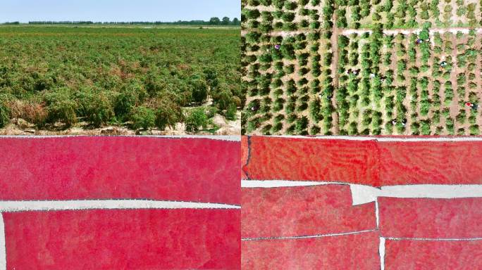 柴达木盆地枸杞红了 种植 采摘 晾晒