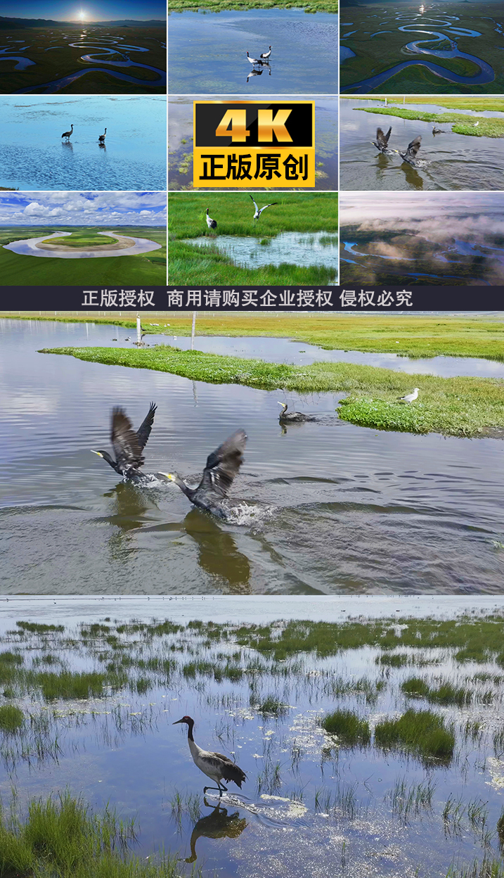 大自然湖泊生态湿地野生动物自然保护大草原