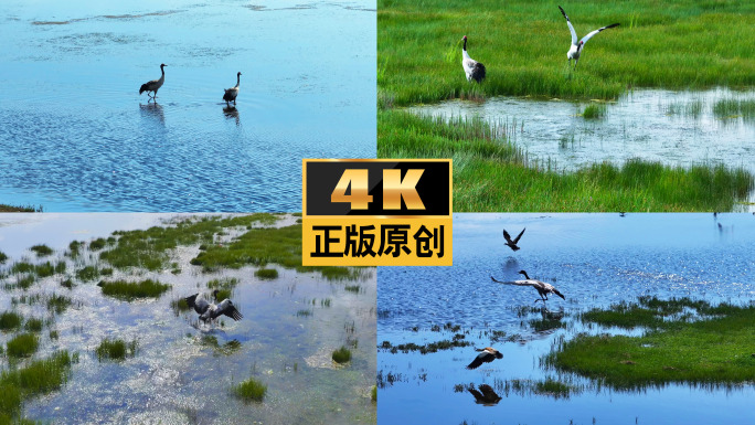 大自然湖泊生态湿地野生动物自然保护大草原