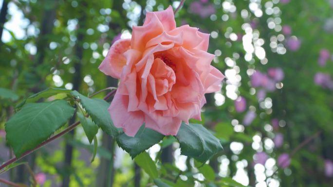 园林玫瑰月季蔷薇花开